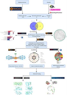 Therapeutic targets and signaling mechanisms of dasatinib activity against radiation skin ulcer